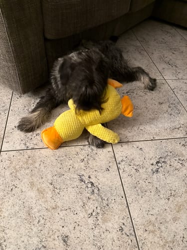 Customer photo review of Duck™ - Il Pupazzo Indistruttibile