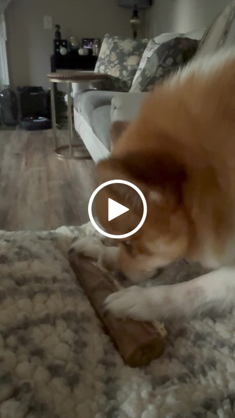 Customer video review of Ostrich Chunky Bones (4" x 2" - 2 Pack): The Long-Lasting, Flavor-Packed Bones for Small to Medium Dogs