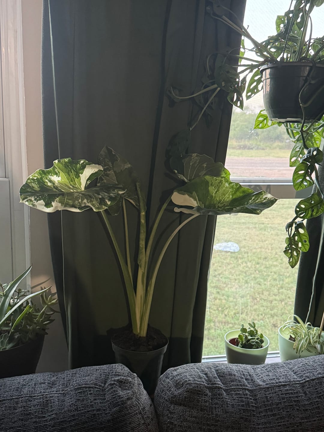 Customer photo review of Alocasia Macrorrhiza Variegata, Collectors Rare And Exotic.