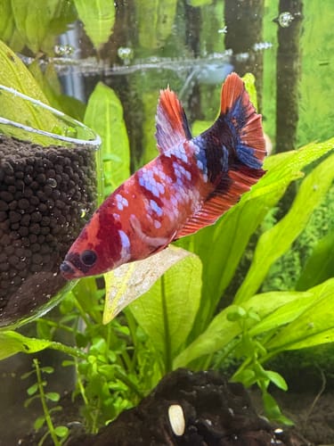 Customer photo review of Multicolor Koi Yellow-Base Female Betta (Rare) | Limited Stock
