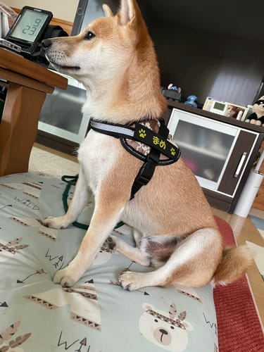 Customer photo review of FunFunPet 高機能ハーネス（お名前タグ作成サービス付き）