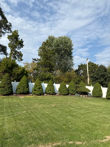 Customer photo review of GCI Turf Spreader Elite Grass Seed