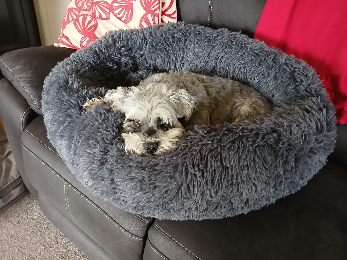 Customer photo review of Brooklyn® Deep Sleep Pet Bed