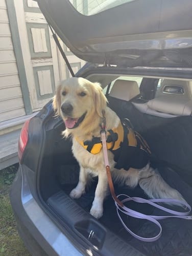 Customer photo review of Biothane Traffic Handle Dog Leash