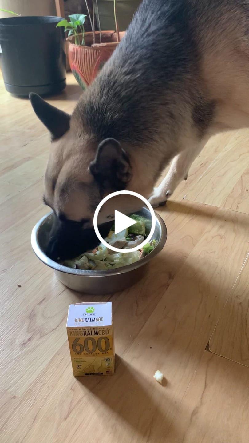 Customer video review of KING KALM CBD 300mg - Large Pet Formula 45 to 65lbs