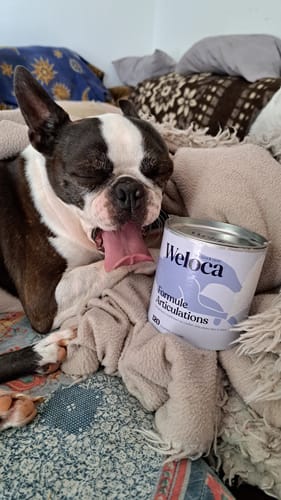 Customer photo review of Complément articulations | Chien