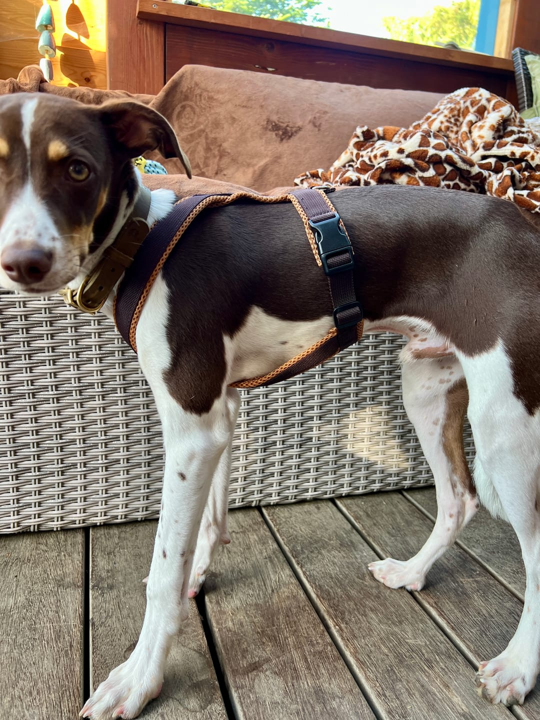 Customer photo review of Windhundgeschirr FUN Welpe/Windspiel "Toffee"