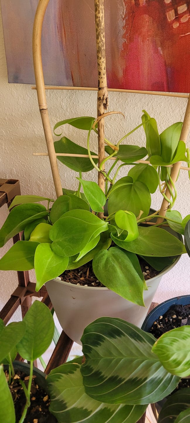 Customer photo review of Philodendron hederaceum 'Lemon Lime'