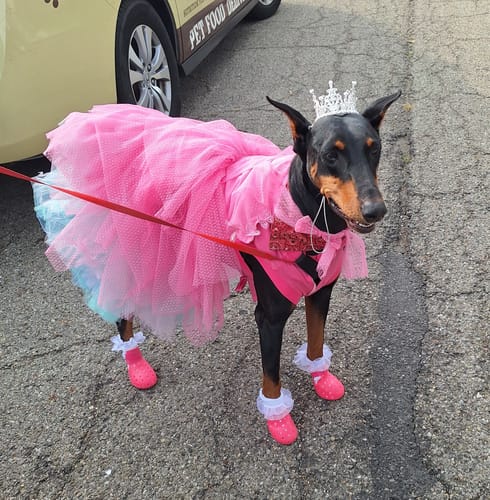 Customer photo review of WagWellies® Mojave