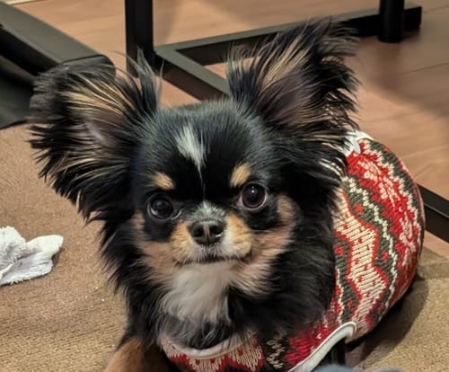 Customer photo review of FunFunPet 高機能ハーネス（お名前タグ作成サービス付き）