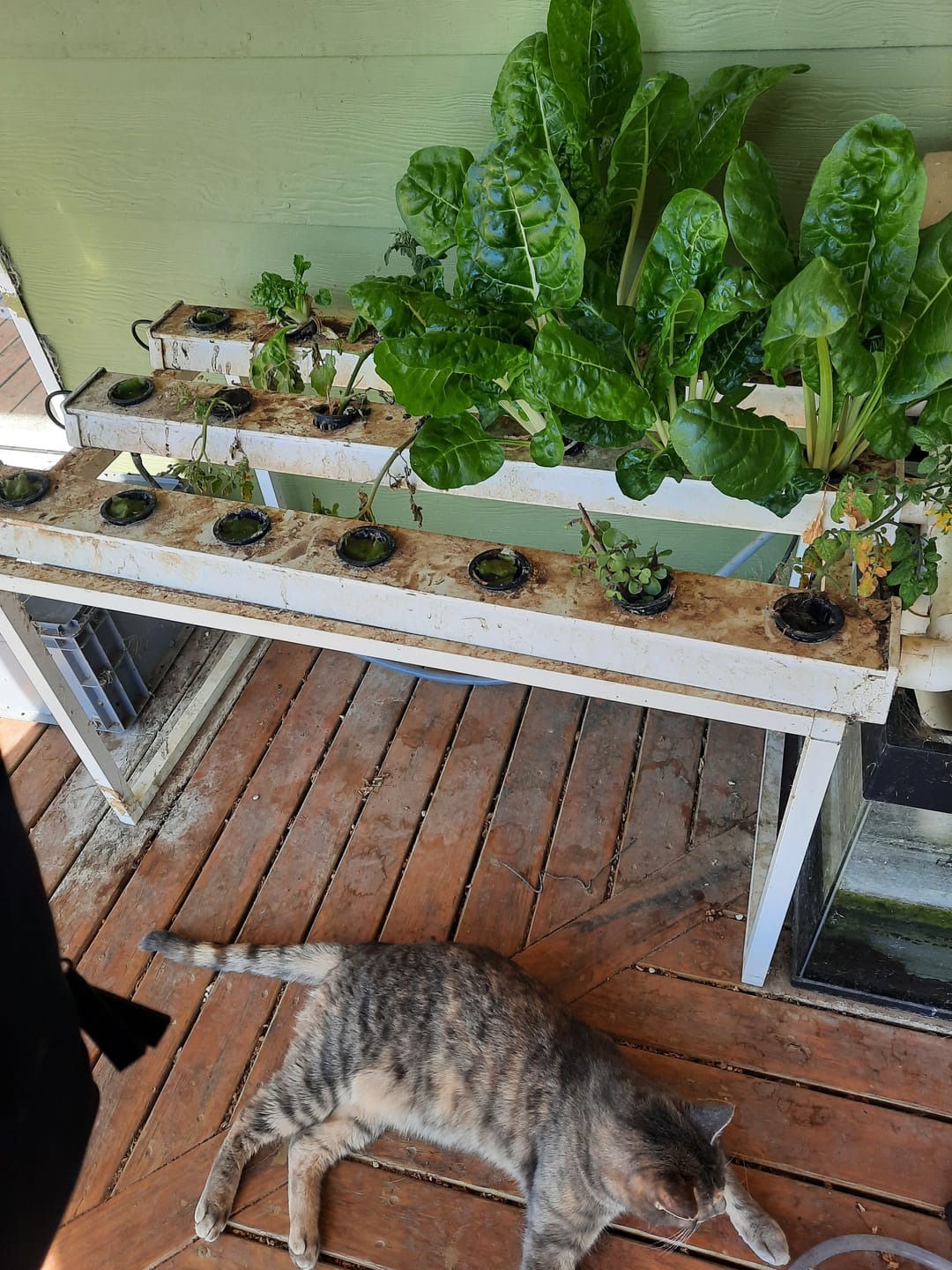 Customer photo review of The Salad Table Nutrient 2L Refill Kit