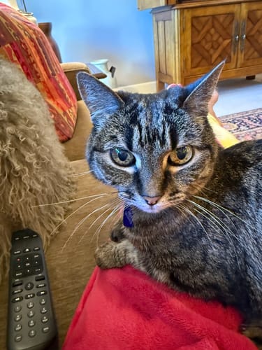 Customer photo review of 3x Blisso Advanced Cat Probiotic