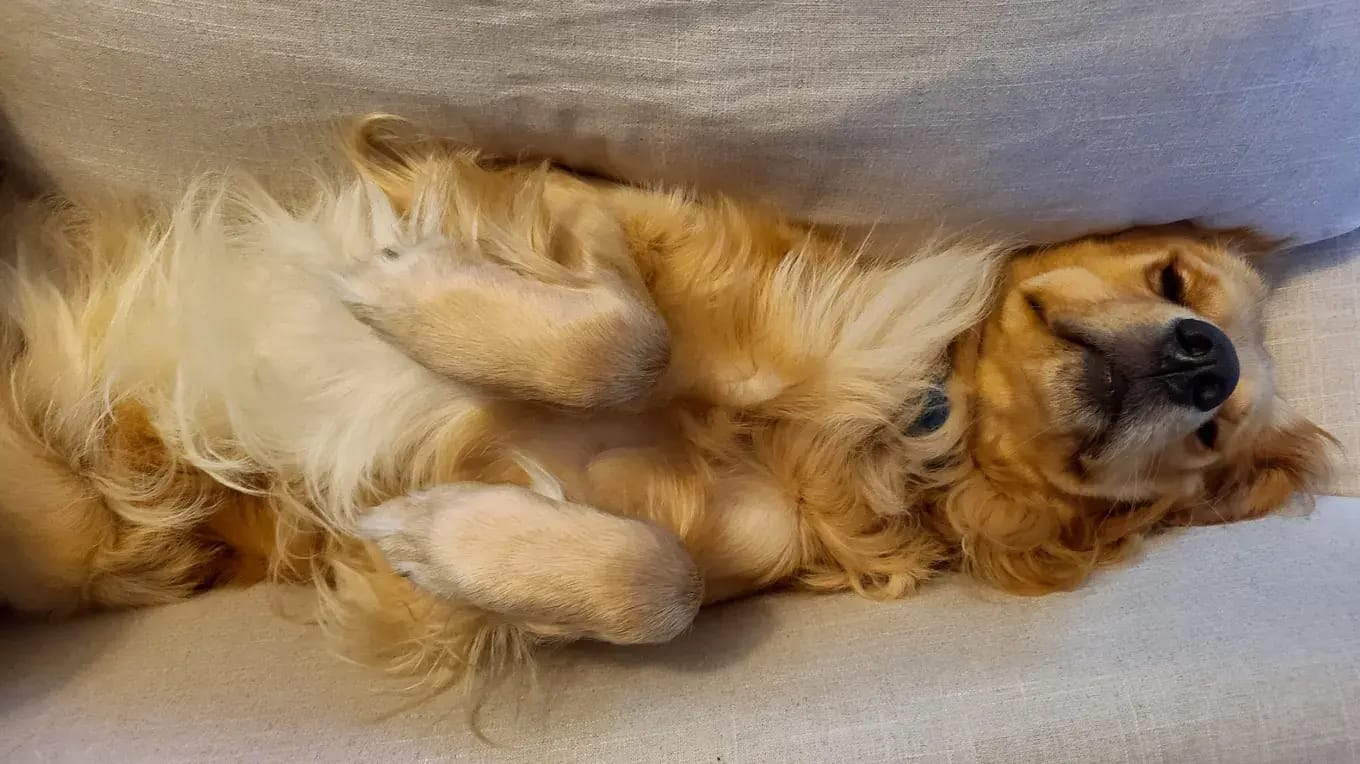 Customer photo review of Furaqua Pets Dental Finger Wipes