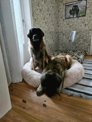 Customer photo review of CalmBed - Motverkar stress & hjälper mot ångest