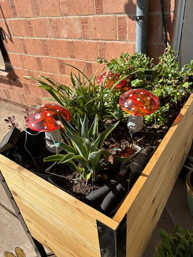 Customer photo review of 18" x 36" Raised Garden Bed - 30" TALL