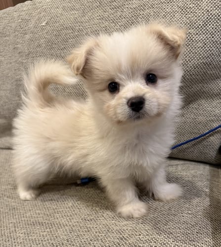 Customer photo review of FunFunPet 高機能ハーネス（お名前タグ作成サービス付き）