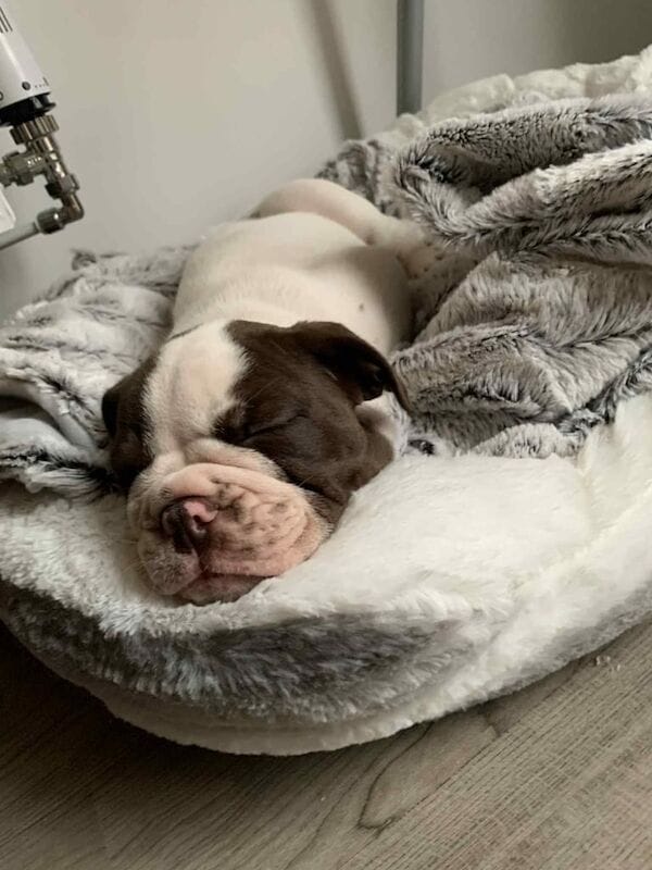 Customer photo review of Furaqua Pets Dental Finger Wipes