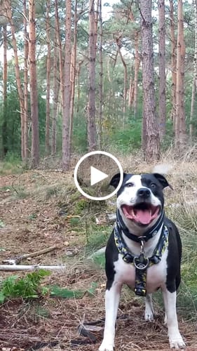 Customer video review of Training Anti Pull TRI-Harness® | M-XL Breeds - Lightning