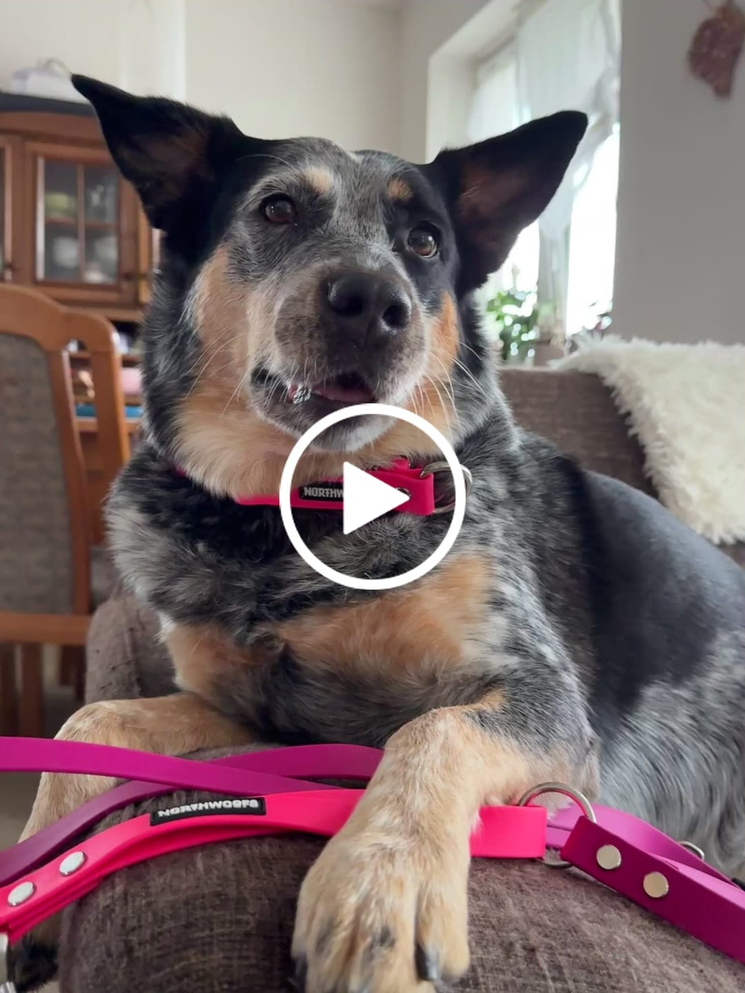 Customer video review of The Multi QuickLead™ Duo Tone - Dog Leash