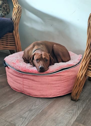 Customer photo review of Medium Luxury Dog Bed - Interior/Outdoor