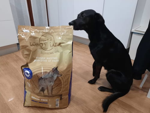 Customer photo review of Grain Free Adult Salmon