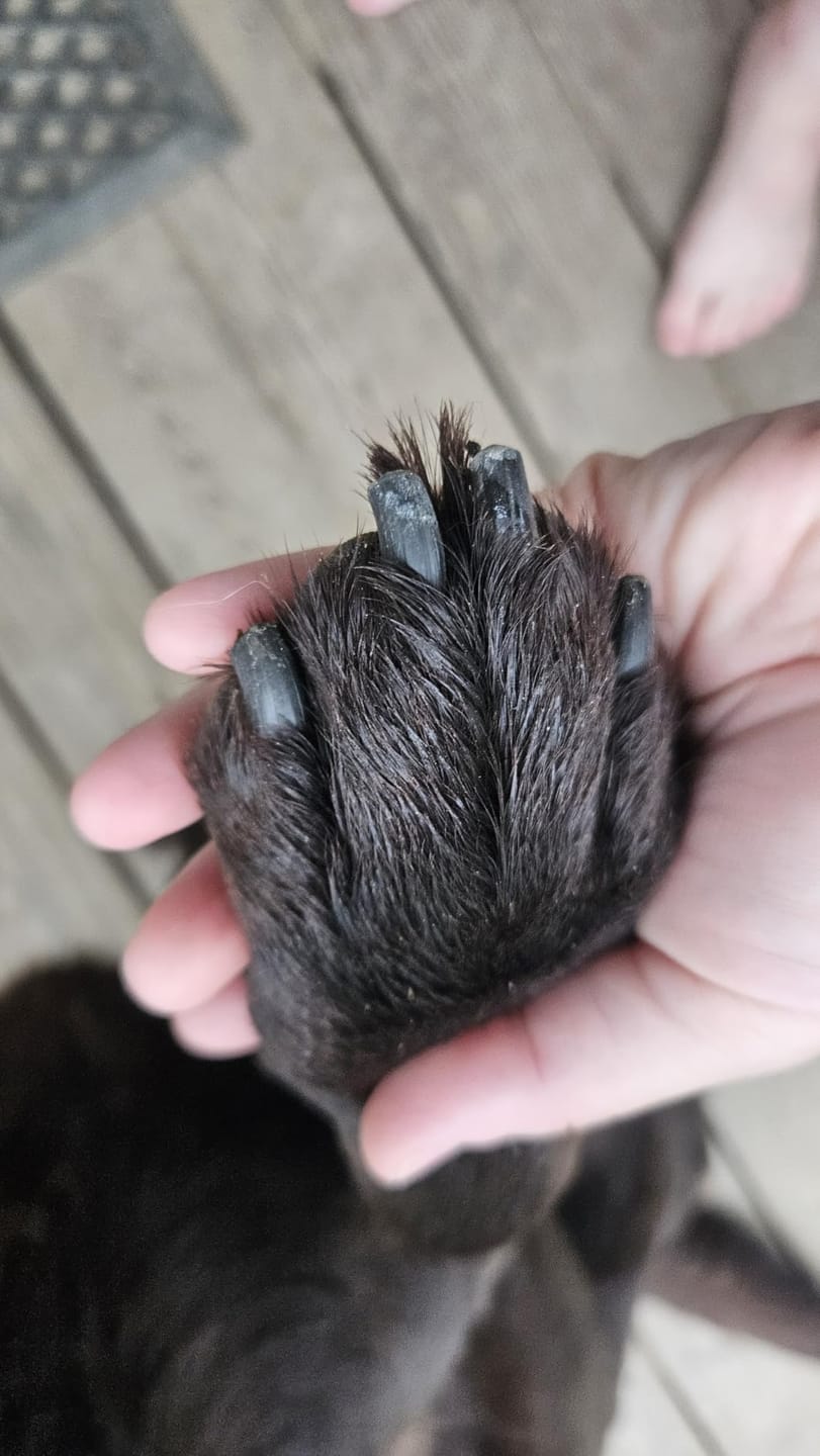 Customer photo review of THE DOGS NAILS — Limador Diamond Pro