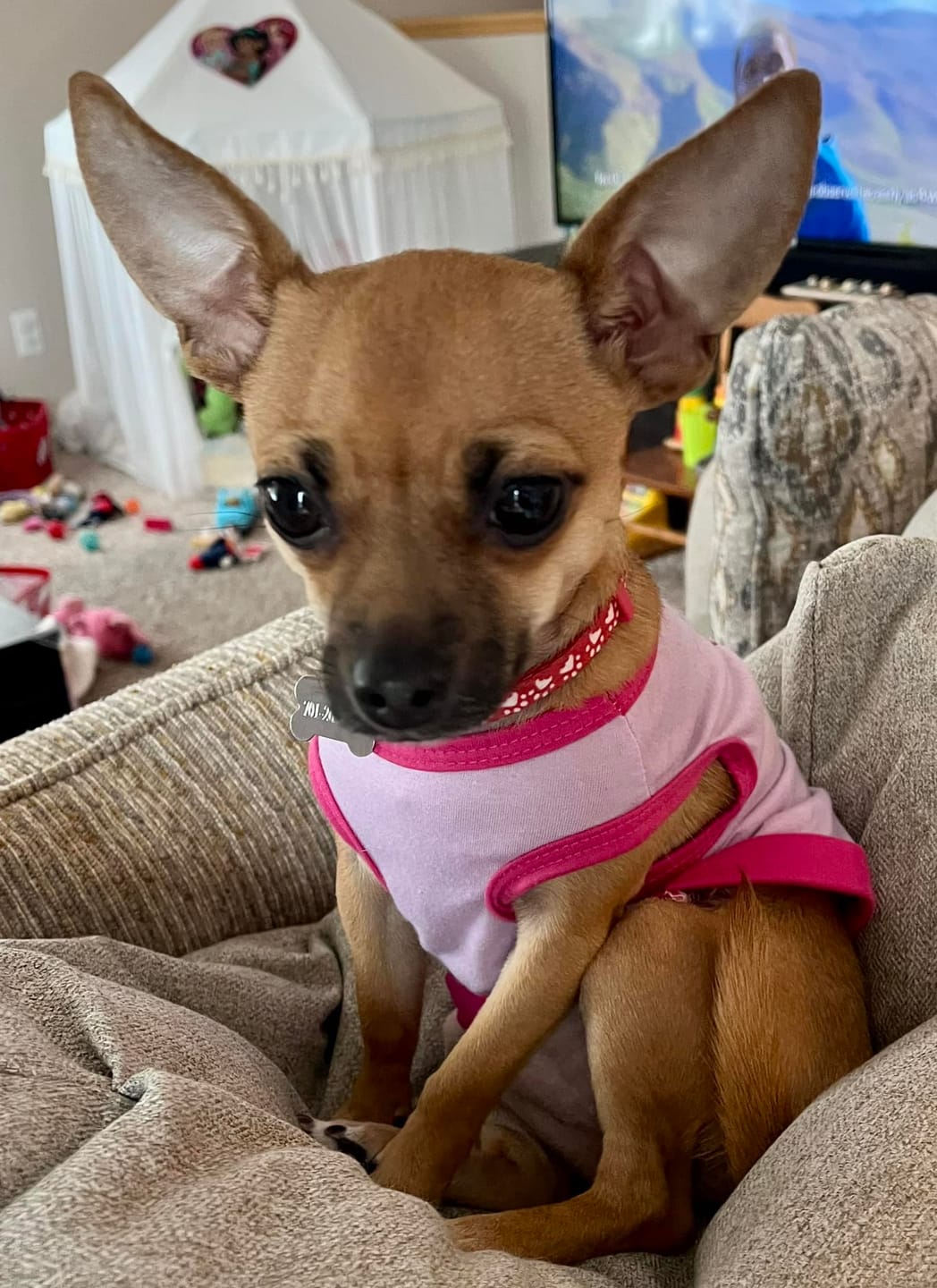 Customer photo review of Furaqua Pets Dental Finger Wipes