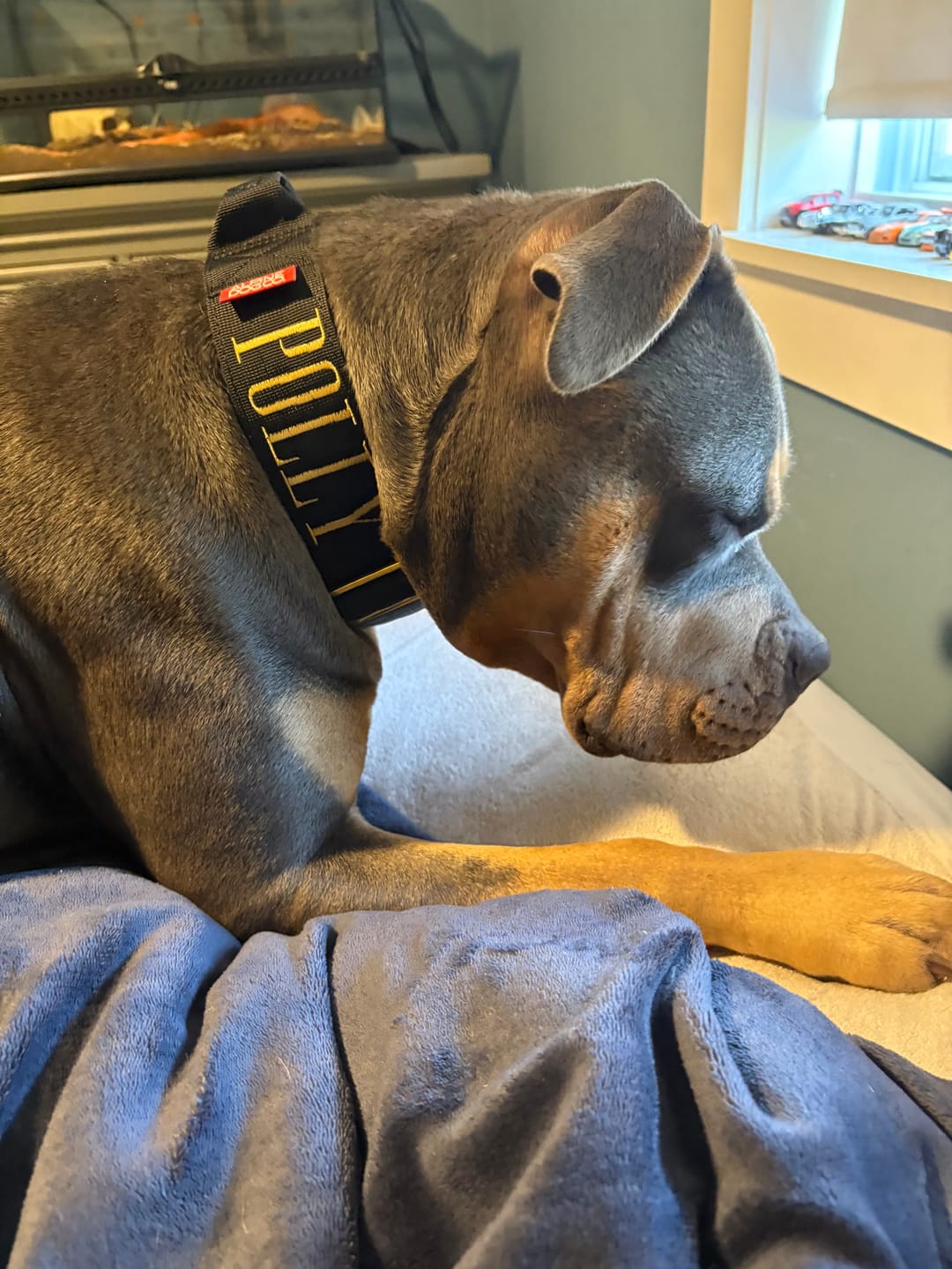 Customer photo review of 2" Tacti Luxe Dog Collar - Gold Noir