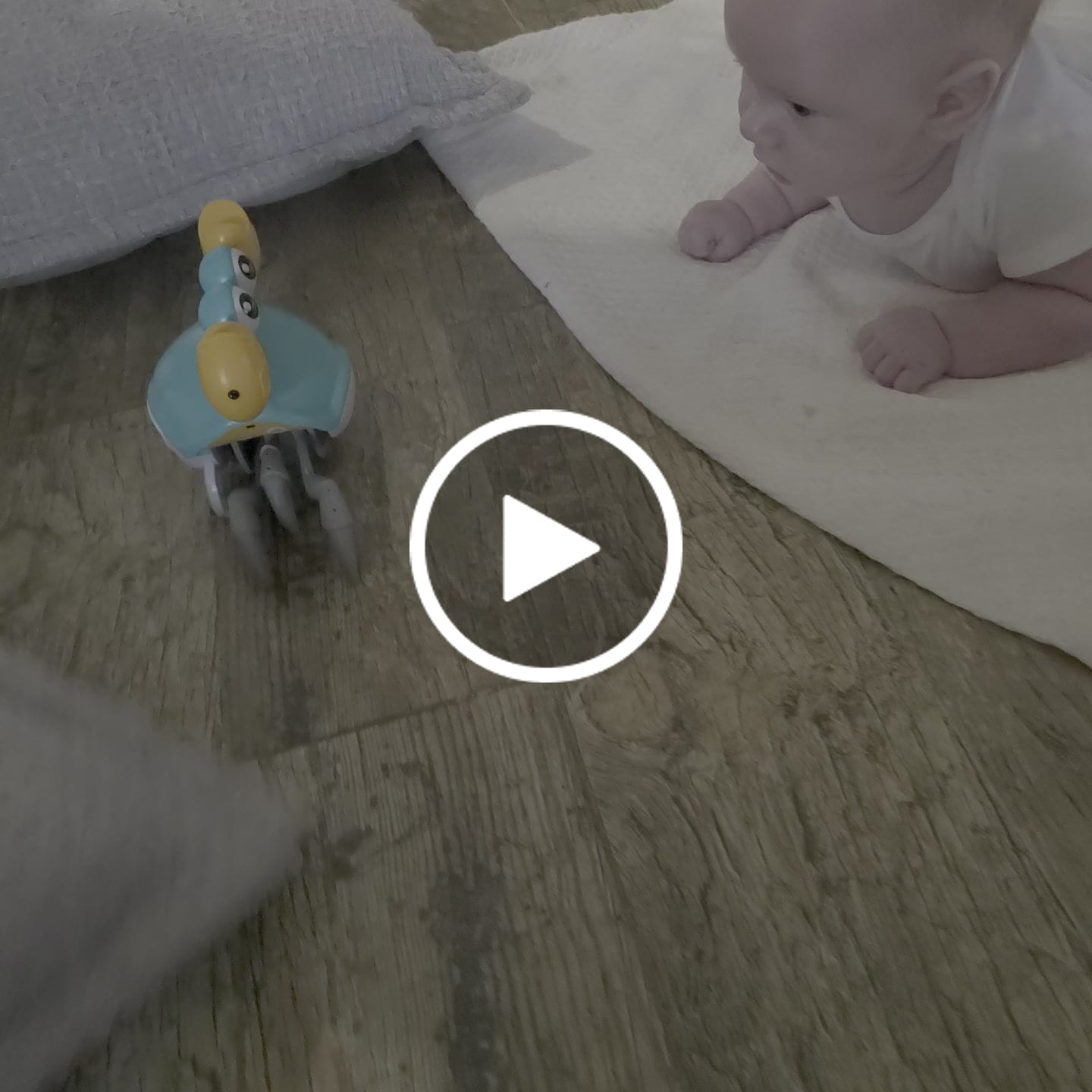 Customer video review of The Crawly Crab™