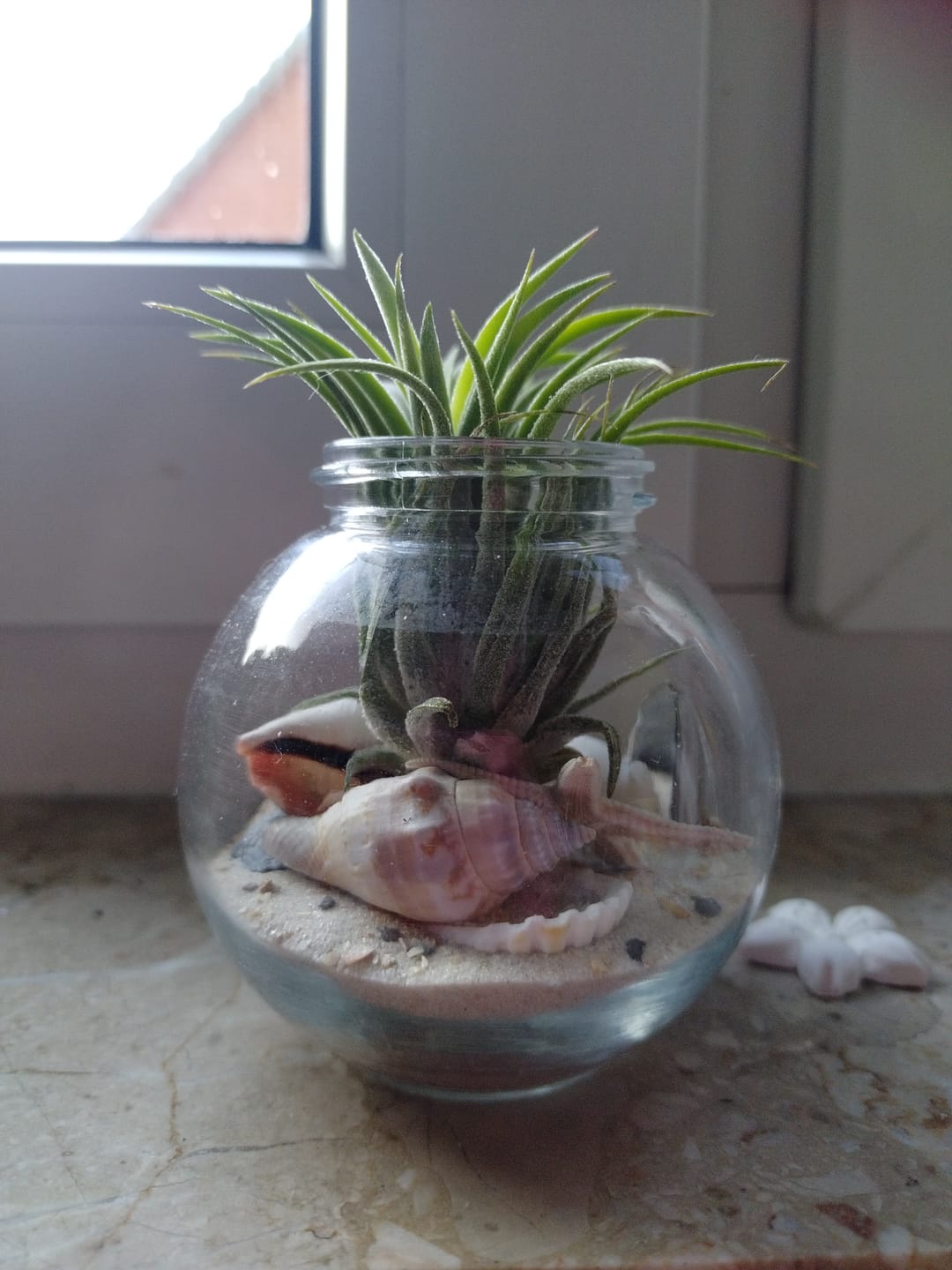 Customer photo review of Tillandsia ionantha
