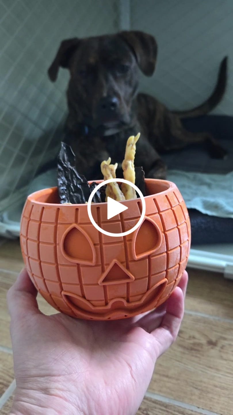 Customer video review of FreezPumpkin Limited Halloween Edition Dog Toy