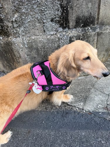 Customer photo review of FunFunPet 高機能ハーネス（お名前タグ作成サービス付き）