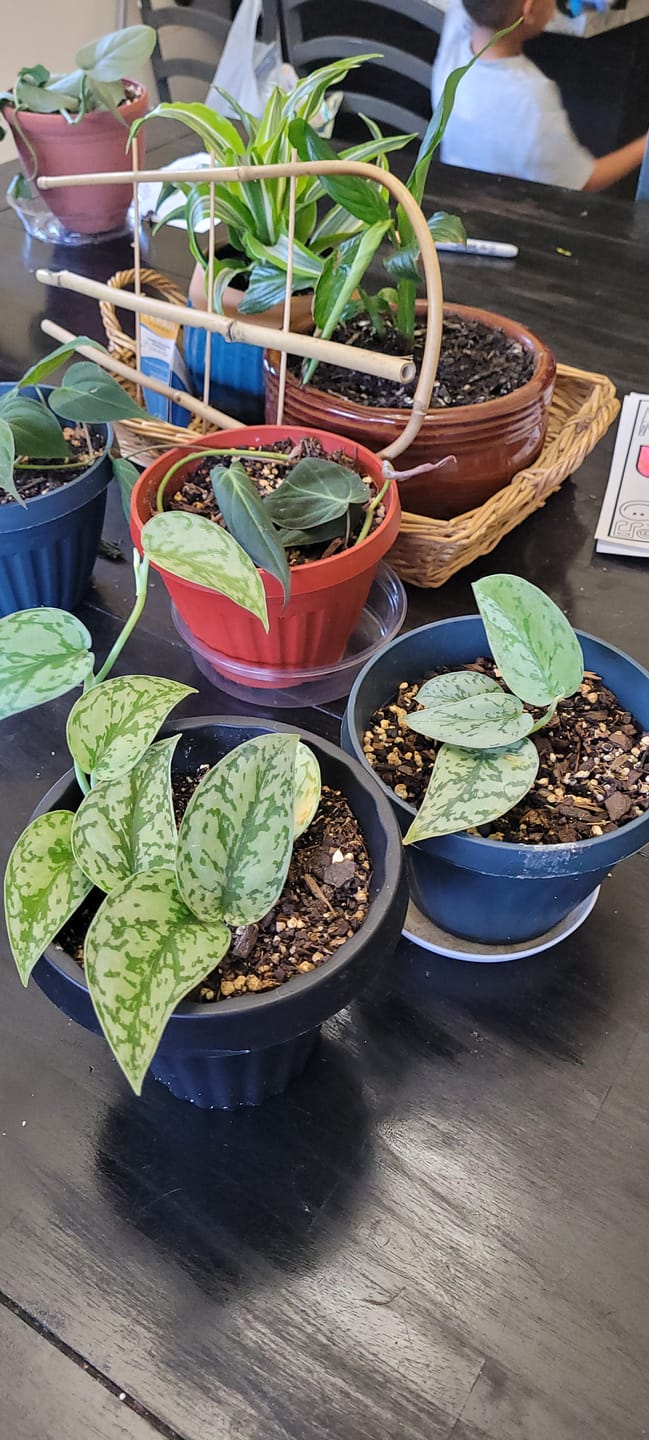 Customer photo review of Scindapsus pictus 'Silver Lady'