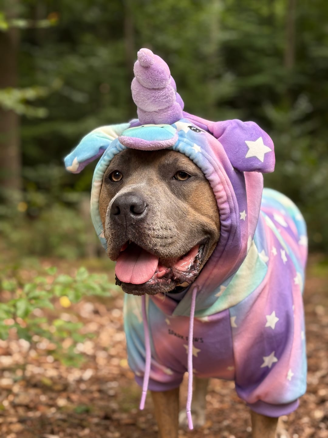 Customer photo review of Halloween Dog Hoodie - Unicorn