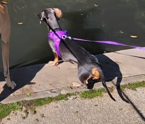 Michaela H. review of Boomerang Harness - XS-M Breeds - Purple image 1 out of 1