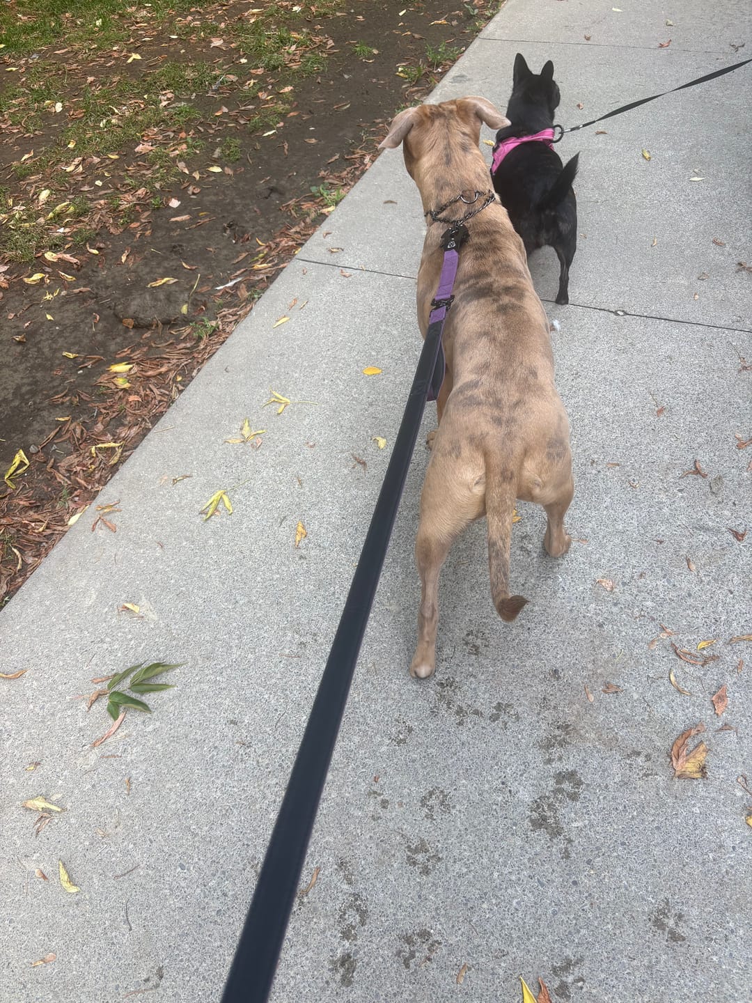 Customer photo review of Tacti Dog Leash - Grape