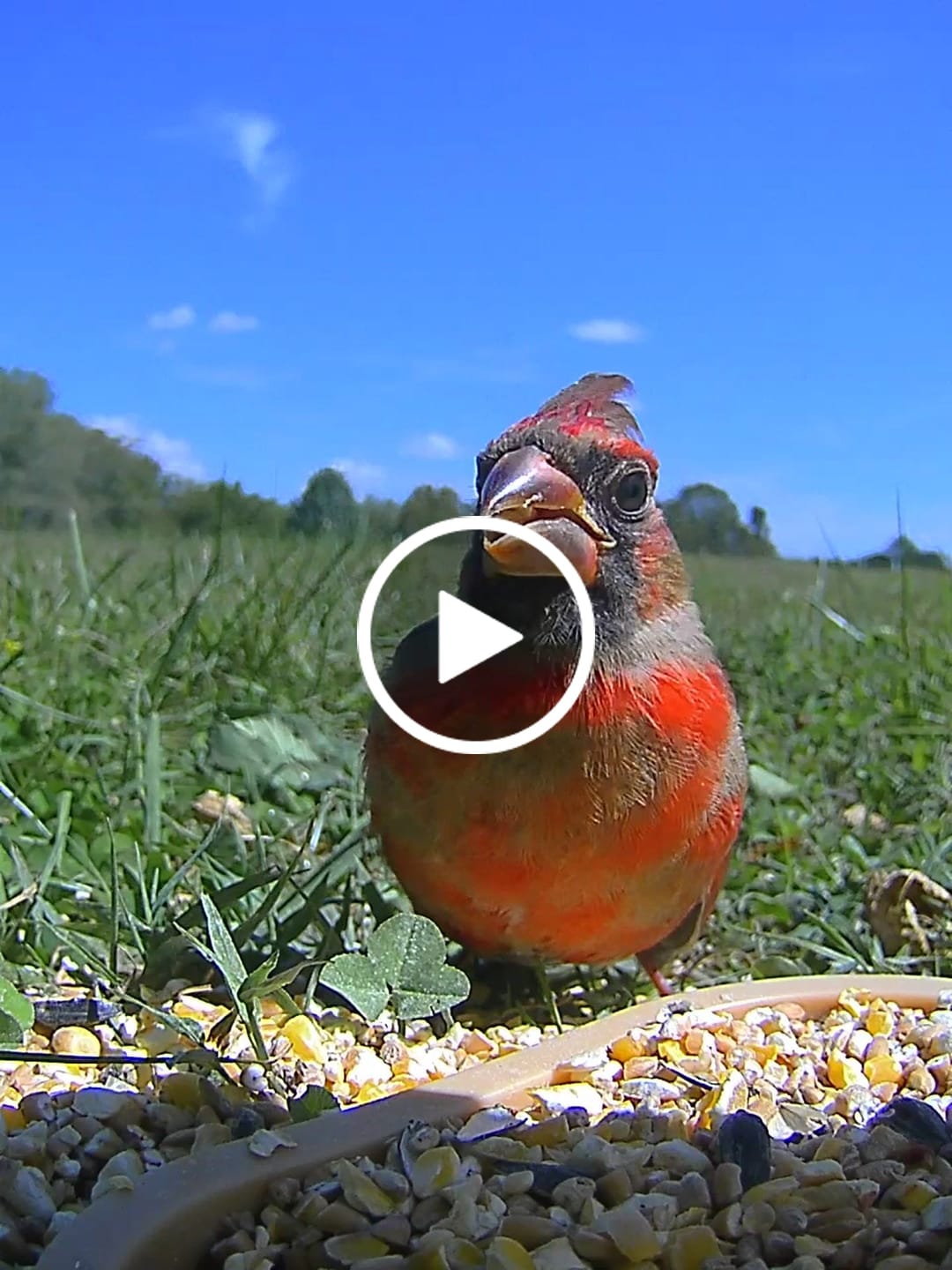 Customer video review of Birdfy Feeder Wood - Wooden Smart Bird Feeder with Camera