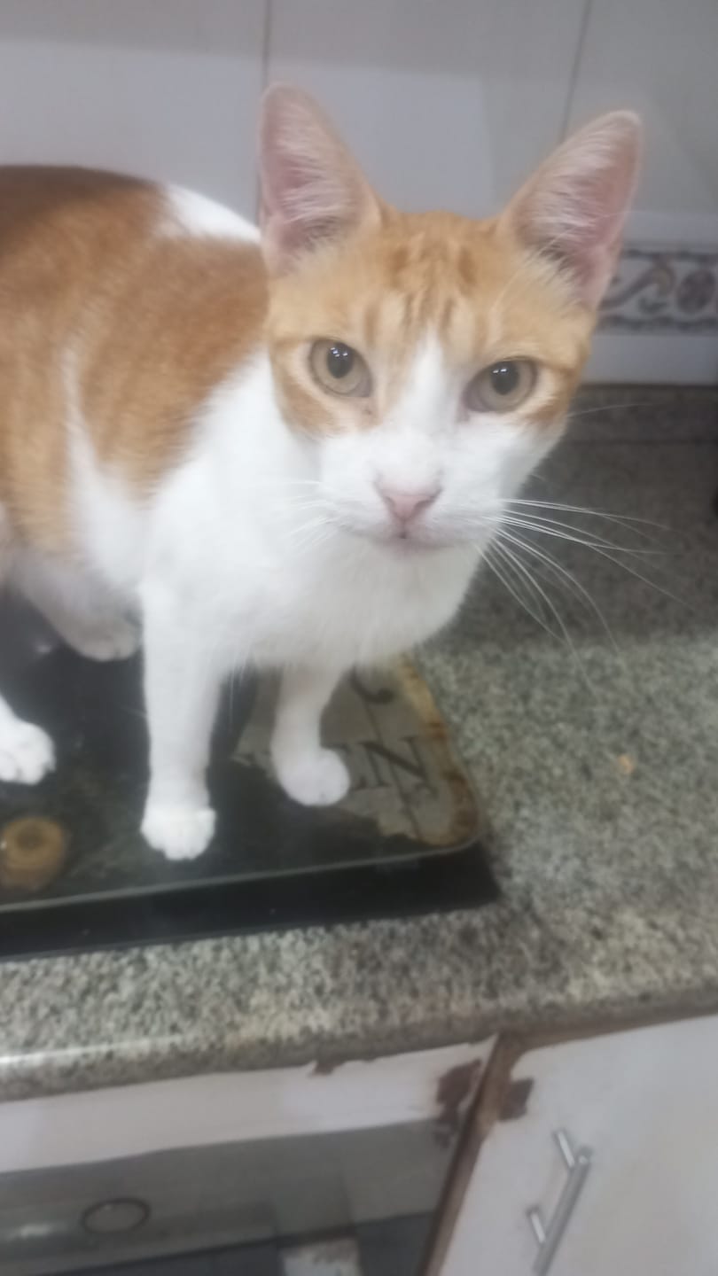 Customer photo review of Cat Adult