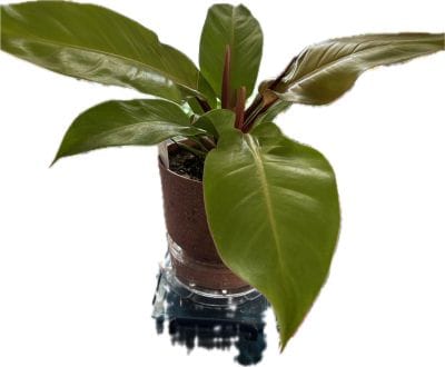 Customer photo review of Philodendron 'Prince of Orange'