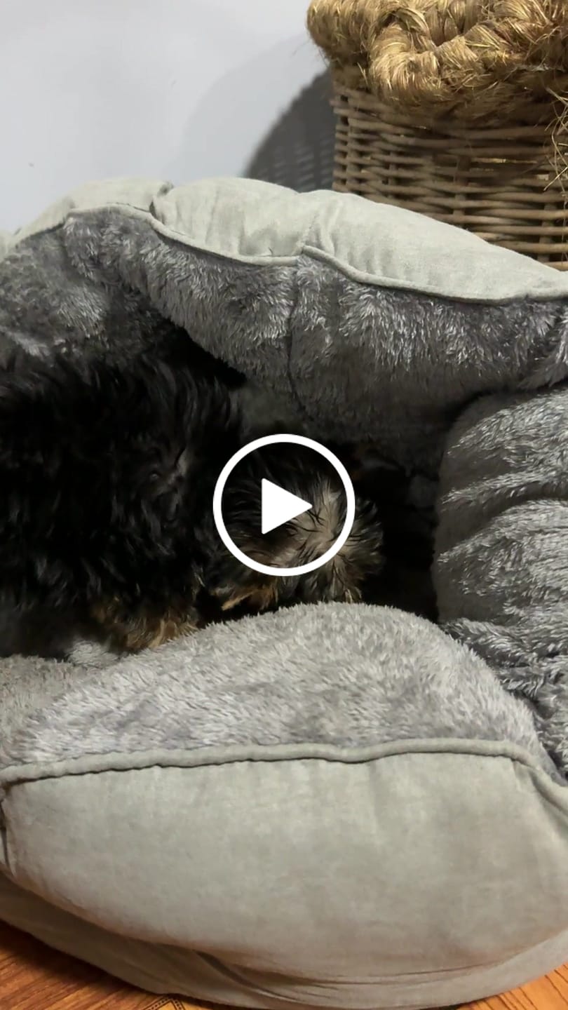 Customer video review of Patas de pollo  - Pack 60 unidades