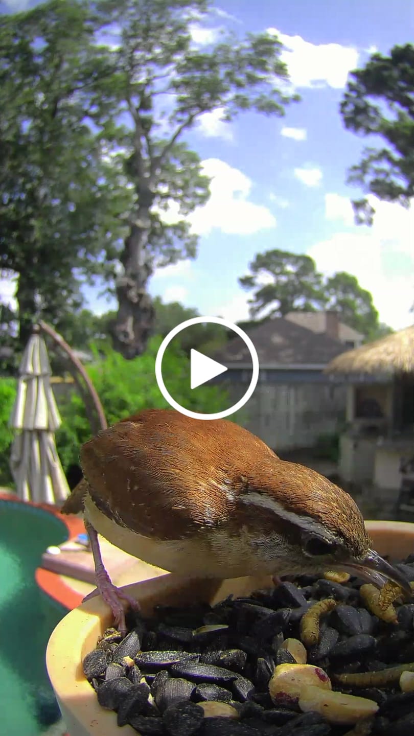 Customer video review of Birdfy Feeder Wood - Wooden Smart Bird Feeder with Camera