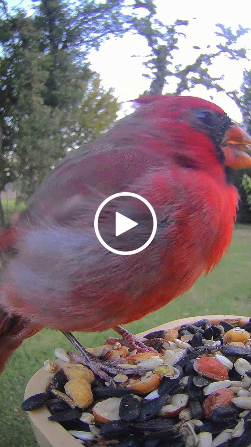 Customer video review of Birdfy Feeder Wood - Wooden Smart Bird Feeder with Camera