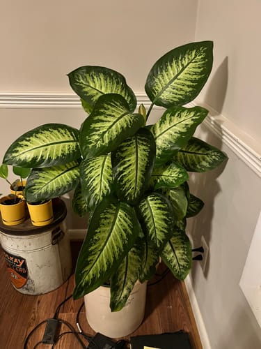 Customer photo review of Plant Food