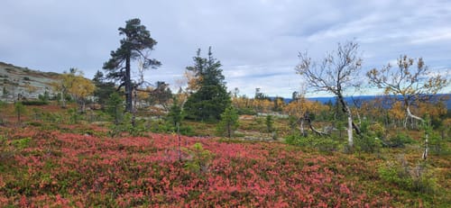 Customer photo review of Vaistoa Uoma 2 -paljasjalkavaelluskengät