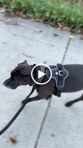 R Scott S. review of Anti Pull Hurricane Harness - With Handle - Black image 1 out of 1