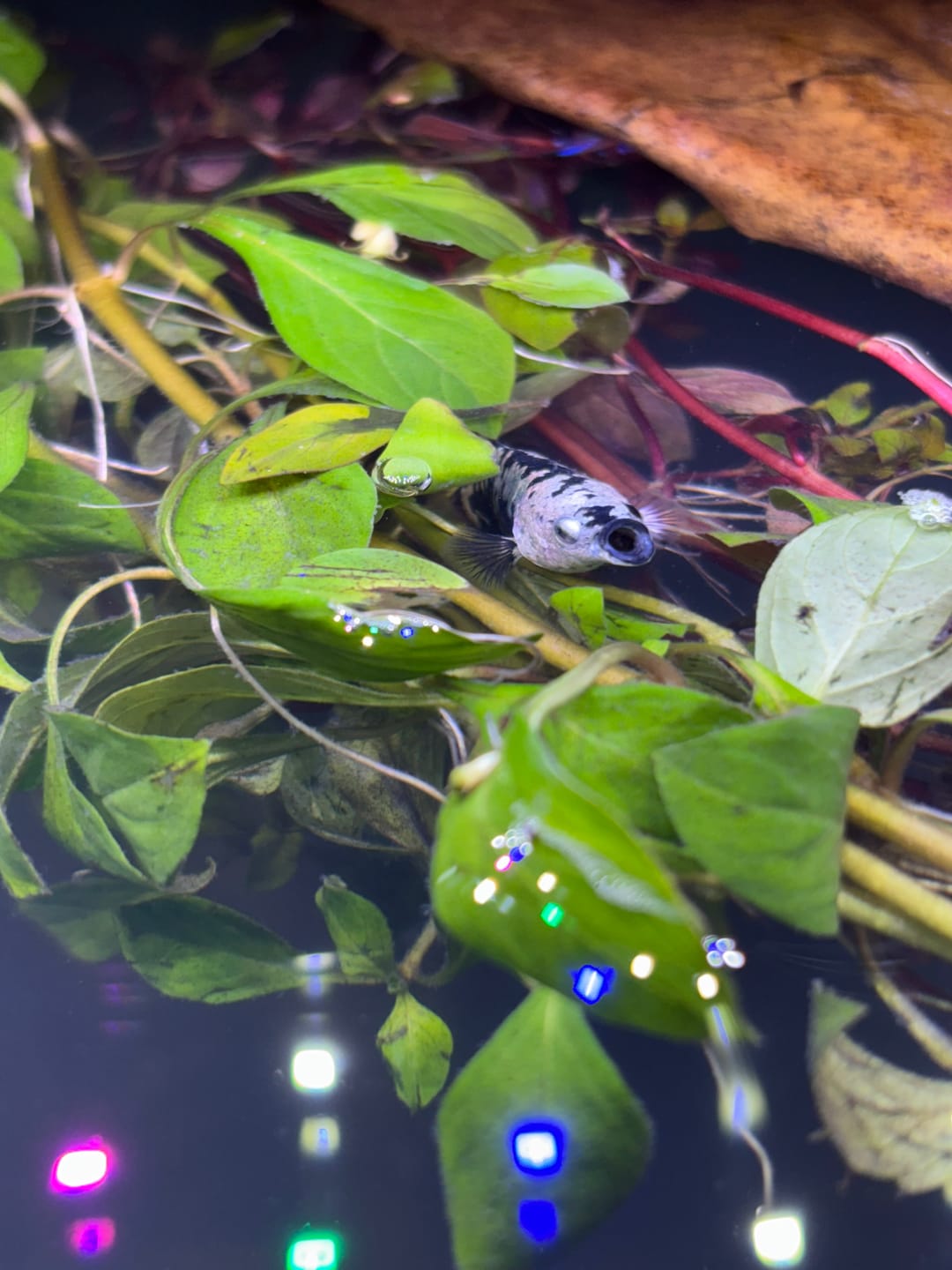 Customer photo review of Female Betta Fish Marble Dot Moo Cow Plakat