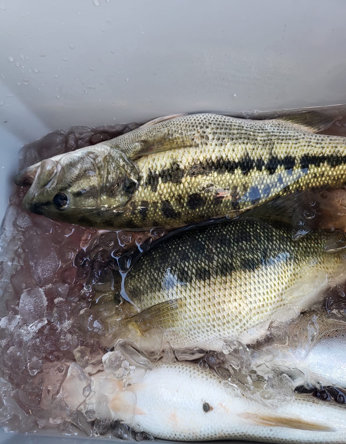 Customer photo review of Junior Optimizer™