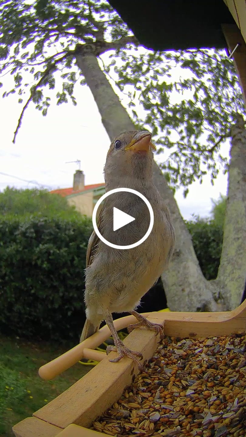 Customer video review of Birdfy Feeder Wood - Wooden Smart Bird Feeder with Camera