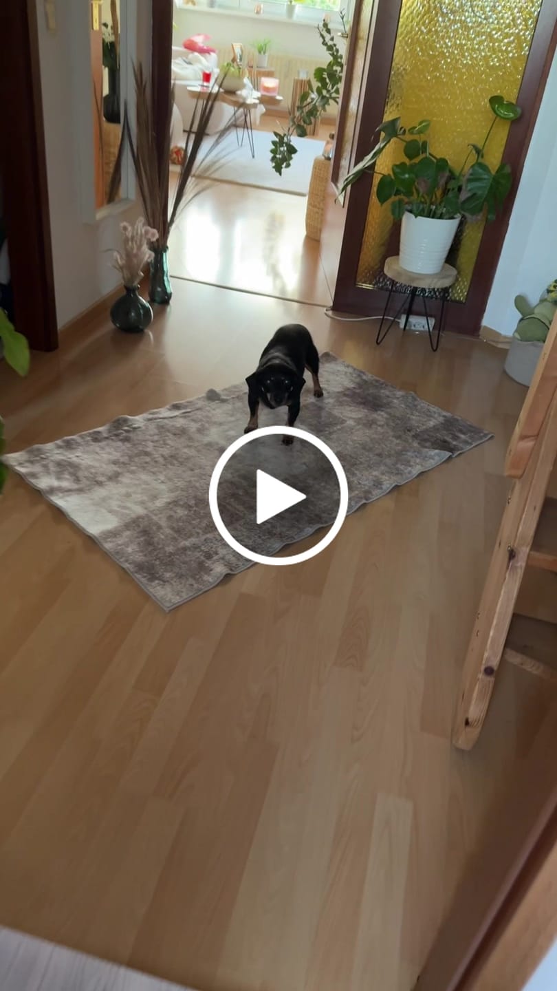 Customer video review of Kalb, Kürbis & Hirse