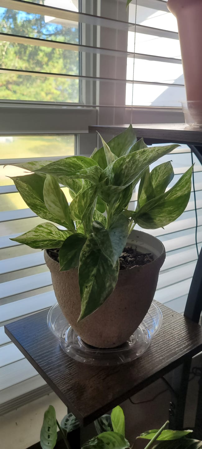 Customer photo review of Pothos Epipremnum aureum 'Marble Queen'